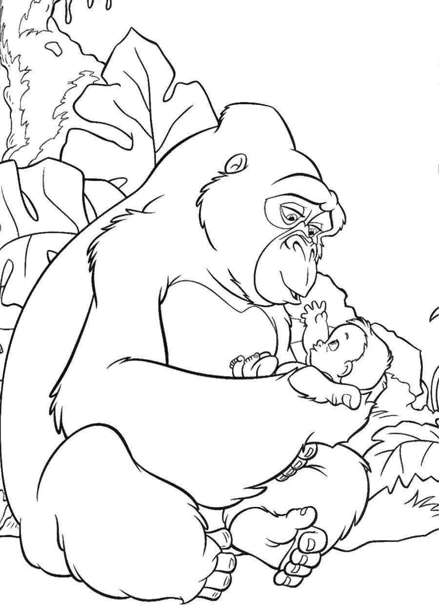 Название: Раскраска Горилла нашла тразана. Категория: Тарзан. Теги: Тарзан, горилла.