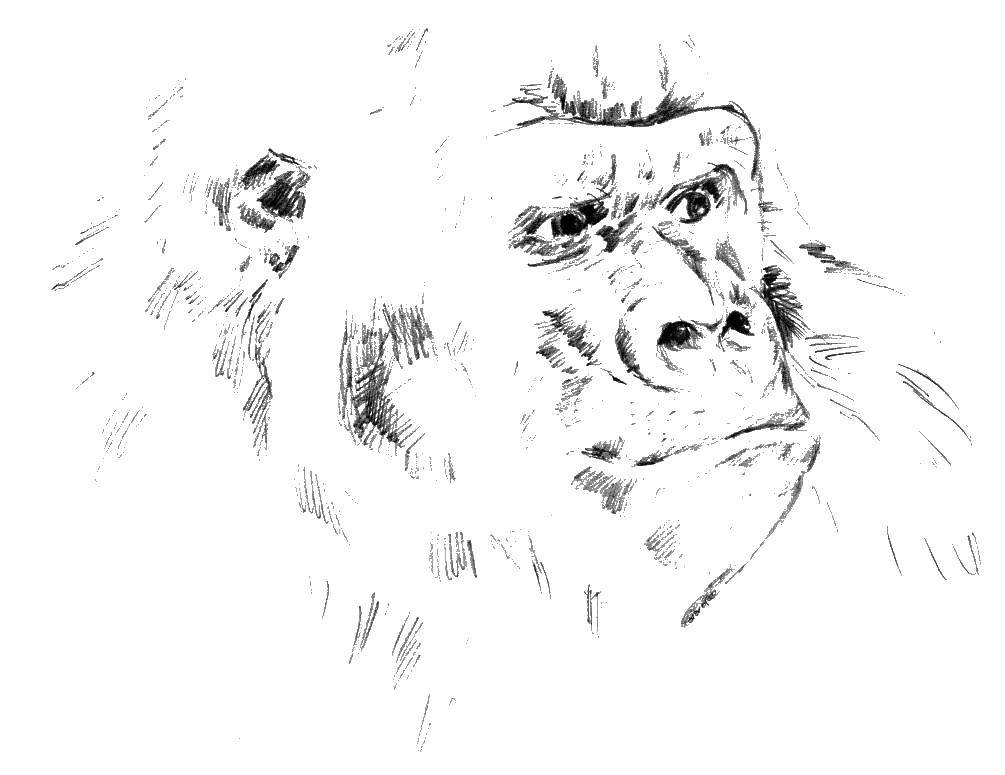 Coloring Gorilla. Category Animals. Tags:  gorilla.