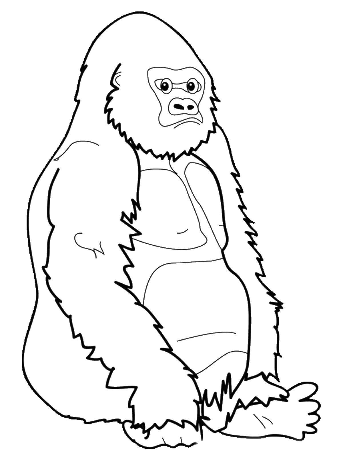 Название: Раскраска Горилла. Категория: Животные. Теги: горилла.