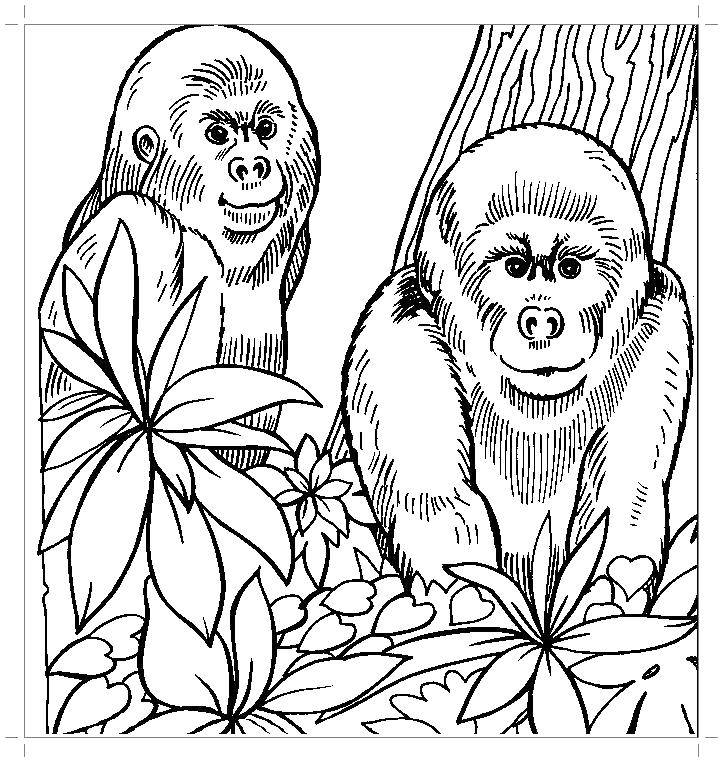 Название: Раскраска Гориллы. Категория: Животные. Теги: горилла.