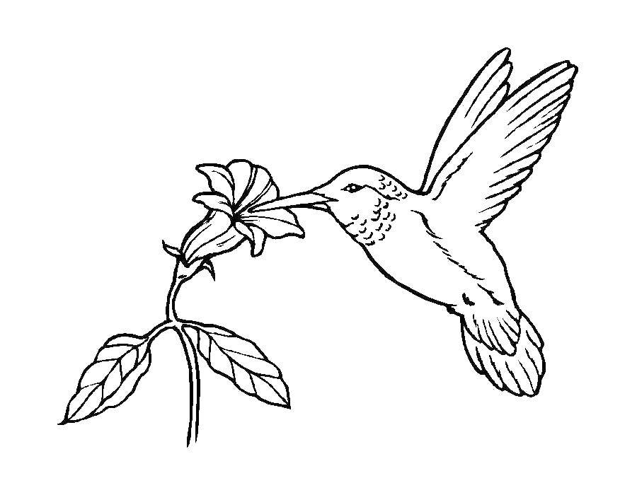 Coloring Hummingbird. Category birds. Tags:  Hummingbird.