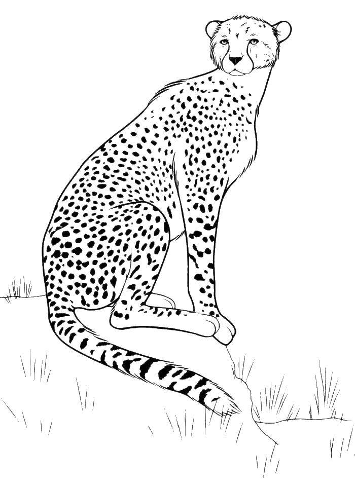 Название: Раскраска Леопард. Категория: леопард. Теги: Леопард.