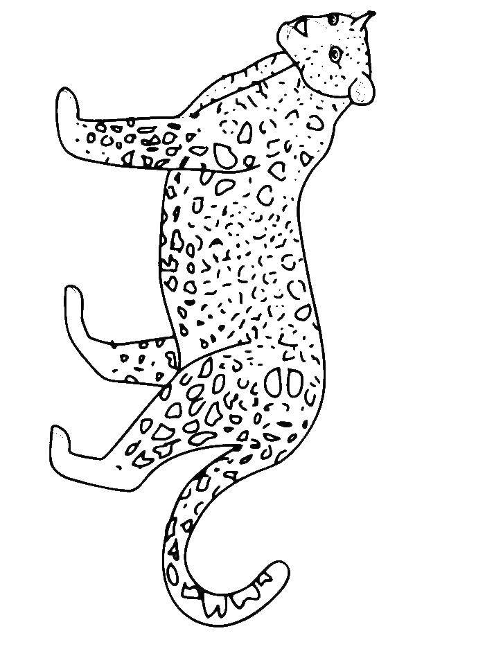 Coloring Leopard. Category leopard. Tags:  leopard.