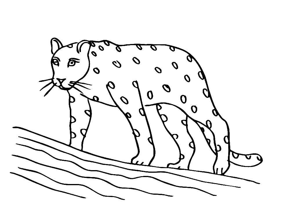 Название: Раскраска Леопард. Категория: леопард. Теги: леопард.