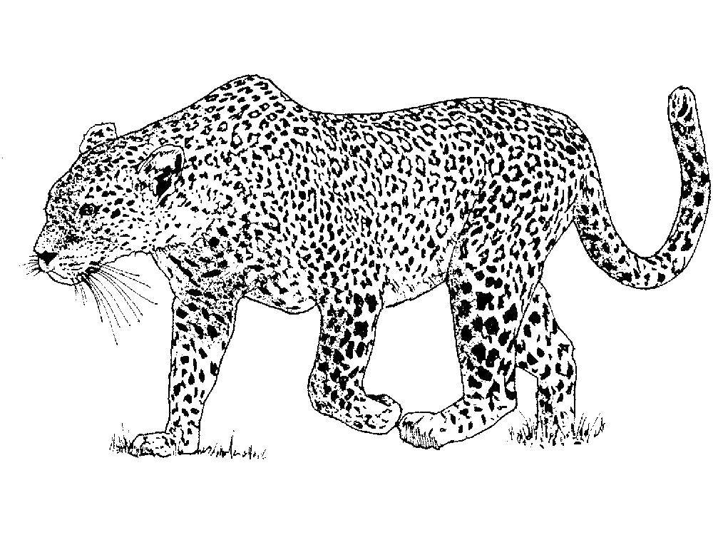 Название: Раскраска Леопард. Категория: леопард. Теги: леопард.
