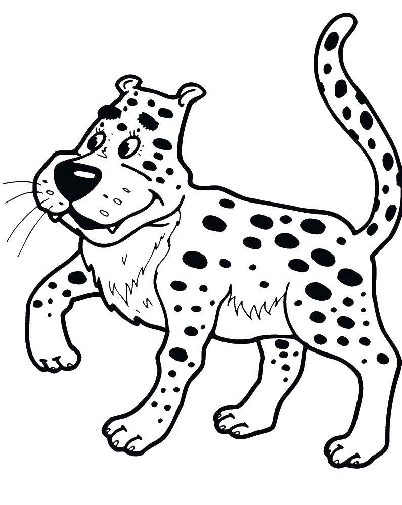 Coloring Leopard. Category leopard. Tags:  Leopard.