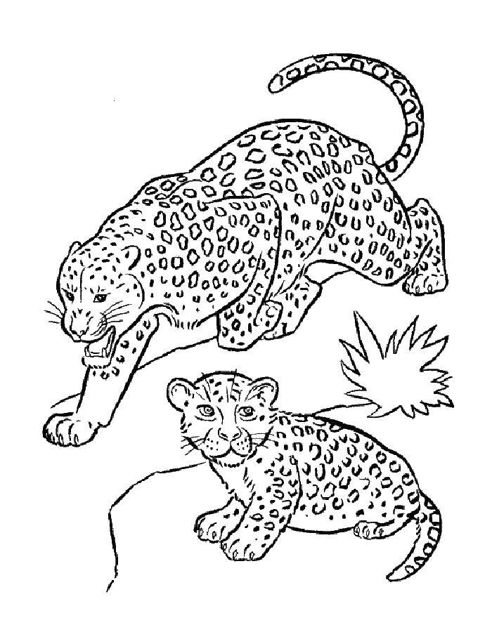Coloring Leopards. Category leopard. Tags:  leopard.
