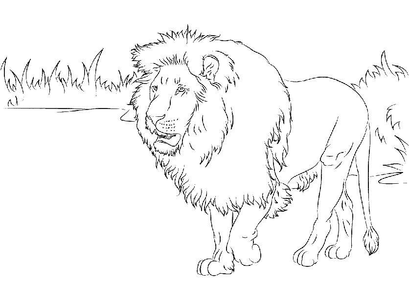 Coloring Leo. Category Animals. Tags:  animals, lion.
