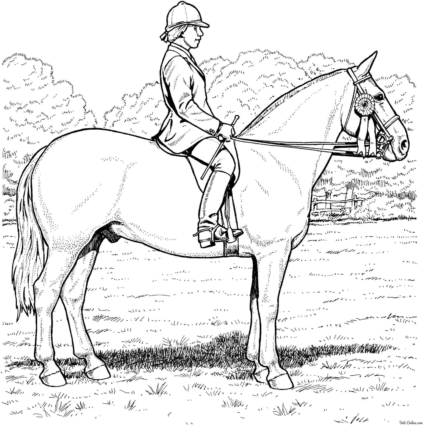 Название: Раскраска Лошадь с наездником. Категория: лошади. Теги: Лошадь, наездник.