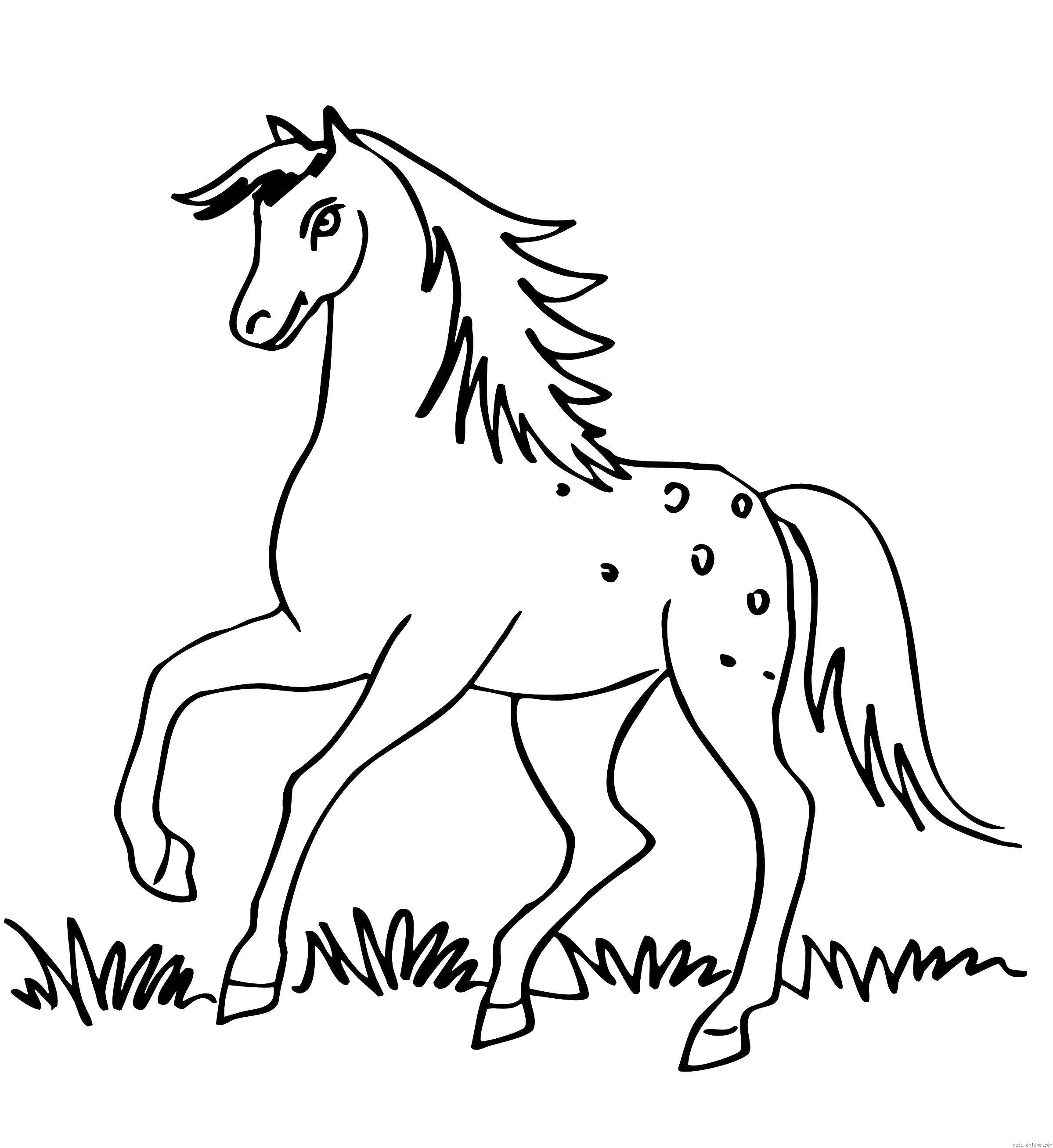 Название: Раскраска Лошадь. Категория: лошади. Теги: Лошадь.