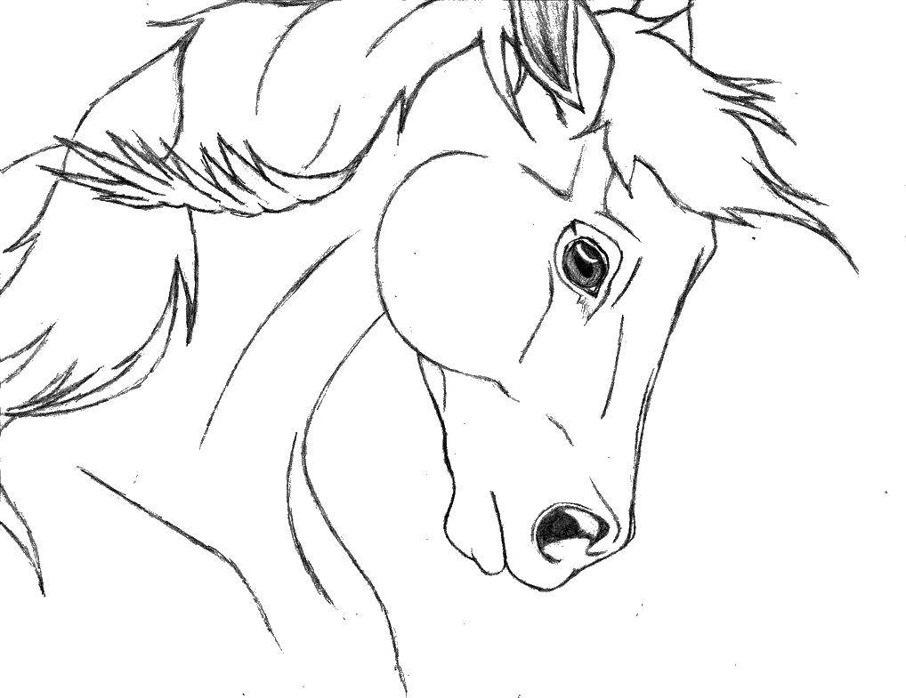 Coloring Horse. Category horse. Tags:  Horse.