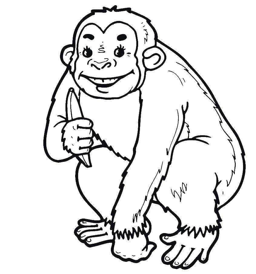 Название: Раскраска Обезьяна с бананам. Категория: Животные. Теги: обезьяна.