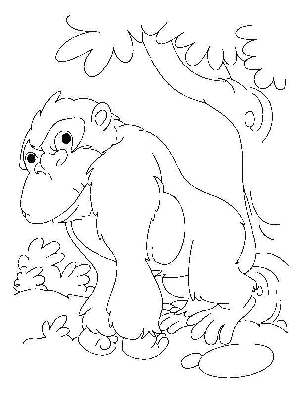 Название: Раскраска Обезьяна. Категория: Животные. Теги: обезьяна.