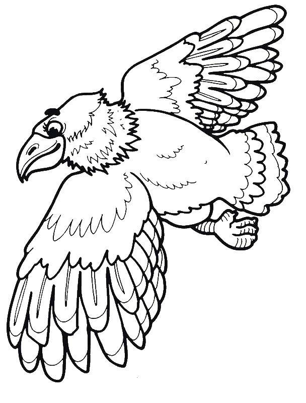 Coloring Eagle. Category birds. Tags:  The eagle.