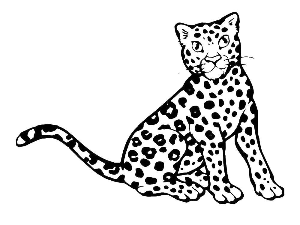 Розмальовки  Леопард. Завантажити розмальовку леопард.  Роздрукувати ,леопард,