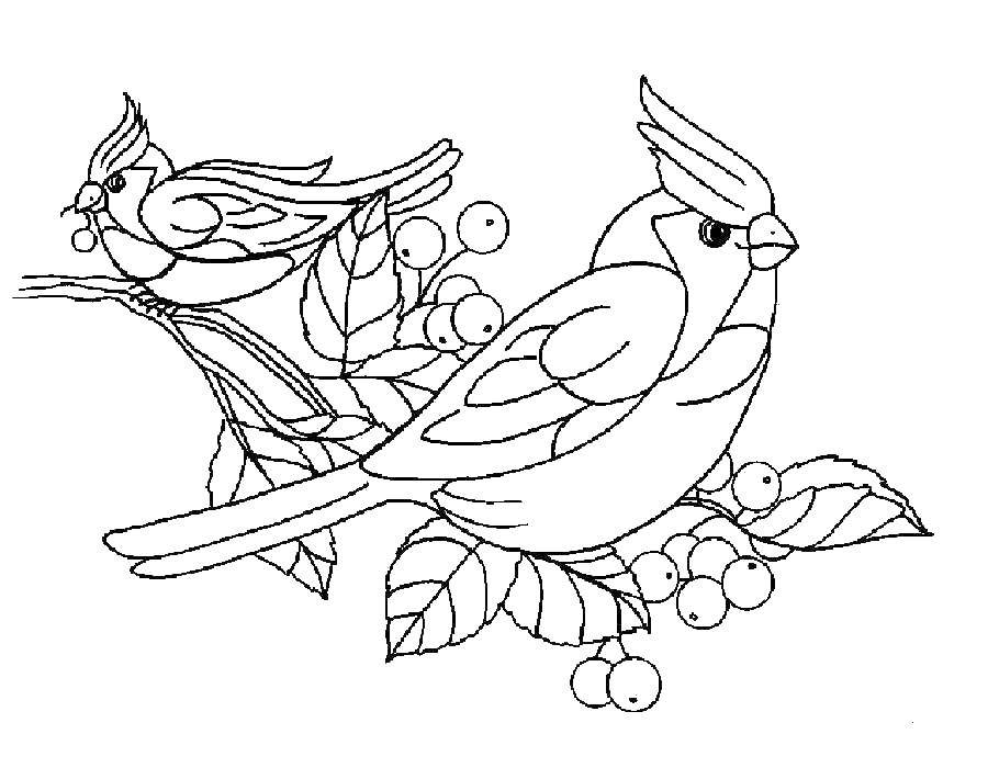 Coloring Crest. Category birds. Tags:  crest, birds.