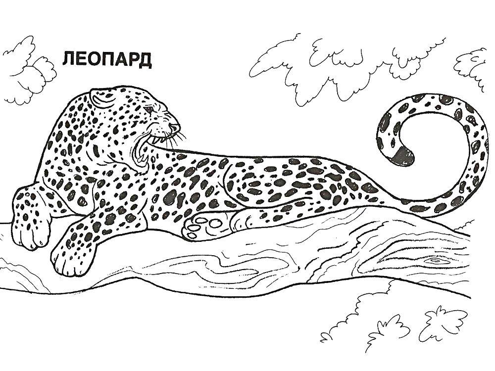 Название: Раскраска Леопард на дереве. Категория: леопард. Теги: леопард.