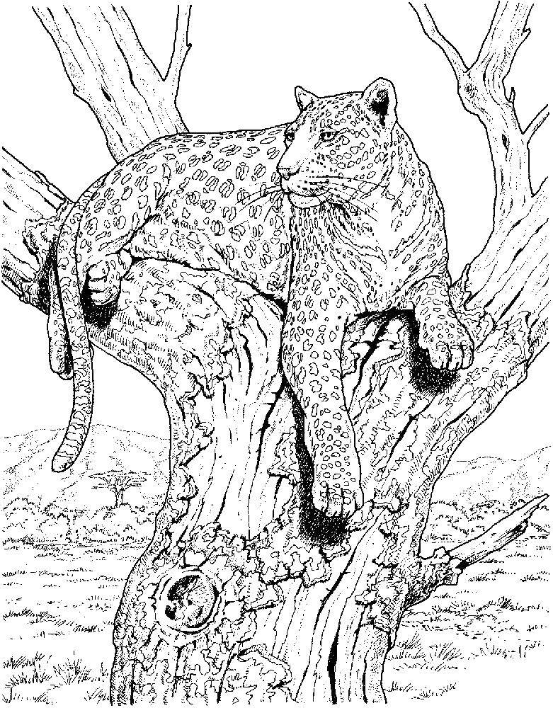 Название: Раскраска Леопард на дереве. Категория: леопард. Теги: леопард.
