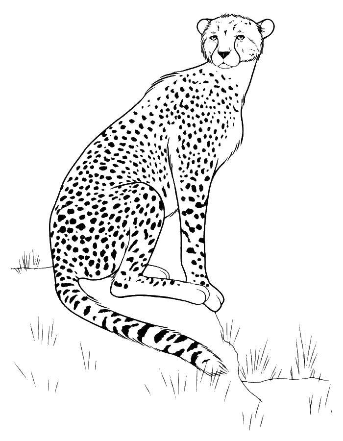 Coloring Leopard. Category leopard. Tags:  leopard.