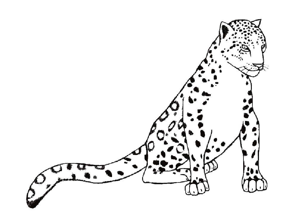 Coloring Leopard. Category leopard. Tags:  leopard.