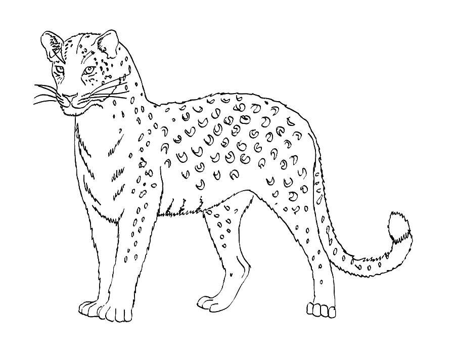 Coloring Leopard. Category leopard. Tags:  leopard.