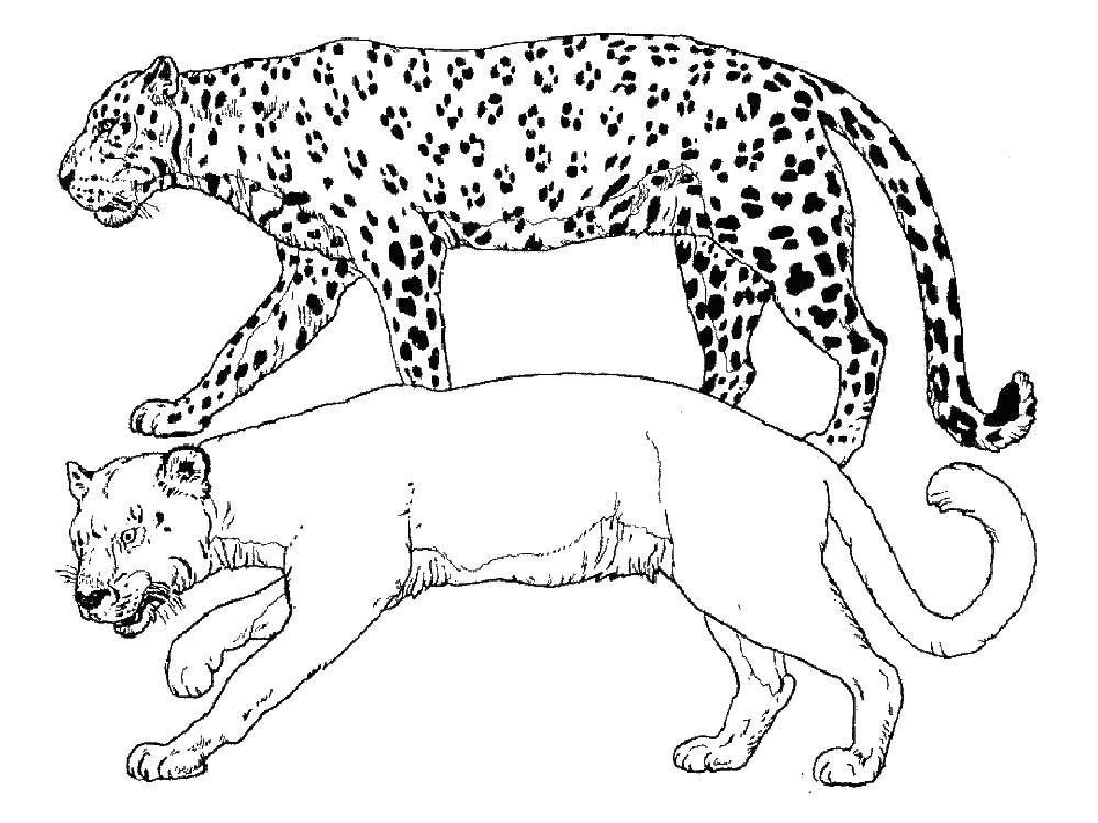 Coloring Leopard. Category leopard. Tags:  leopard.