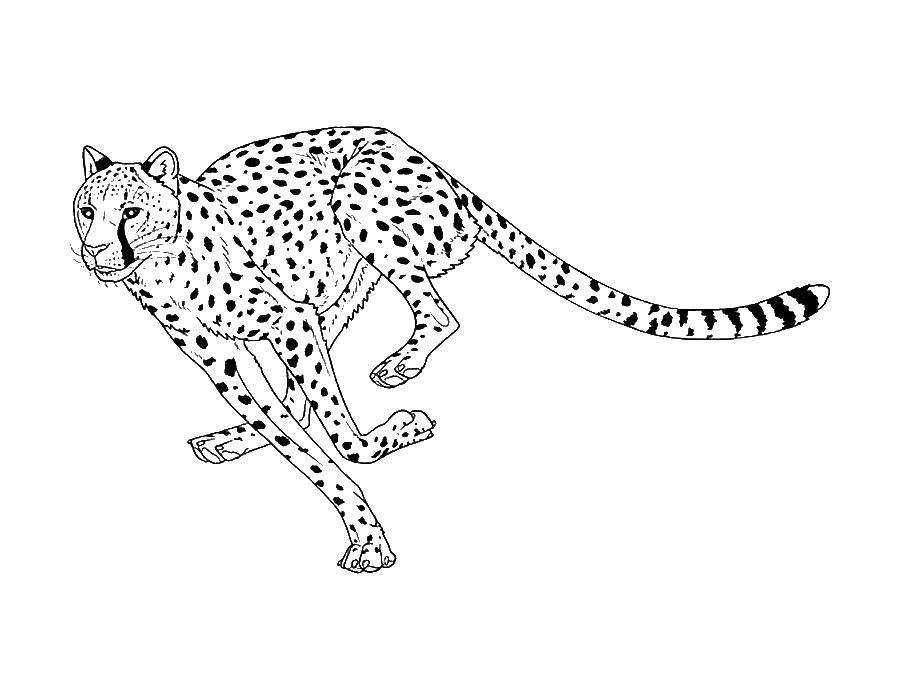 Coloring Leopard. Category leopard. Tags:  leopard.