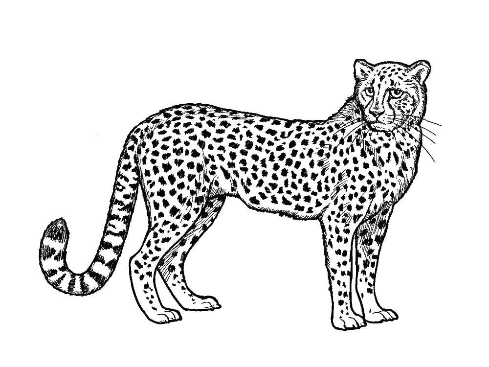 Coloring Leopard. Category leopard. Tags:  leopard.