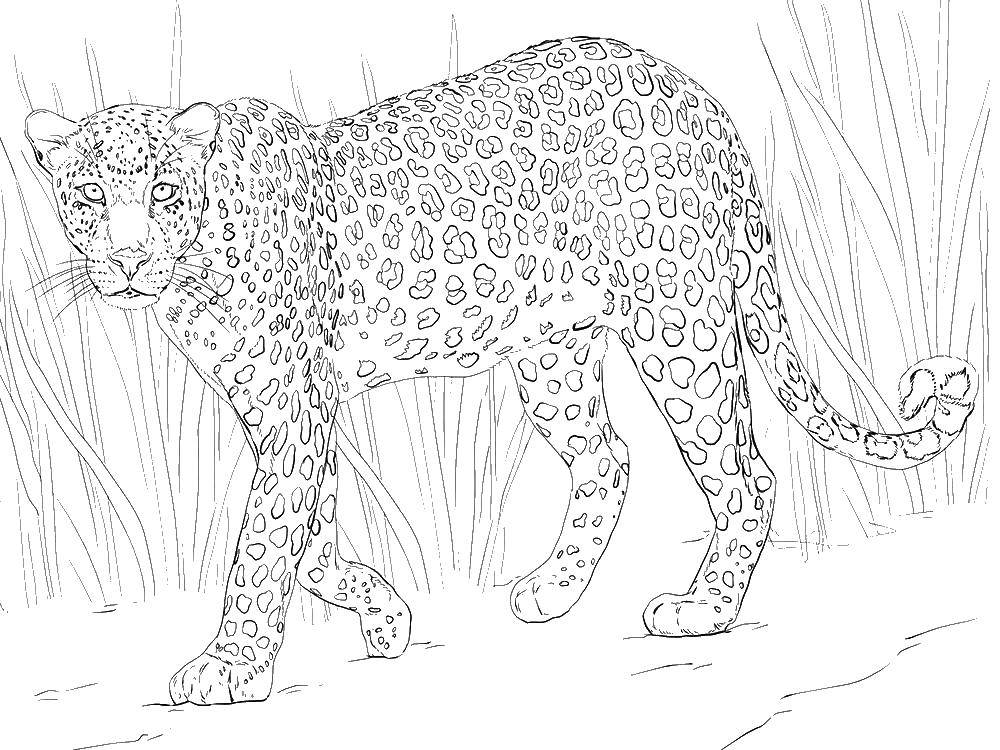 Coloring Leopard. Category leopard. Tags:  leopard.