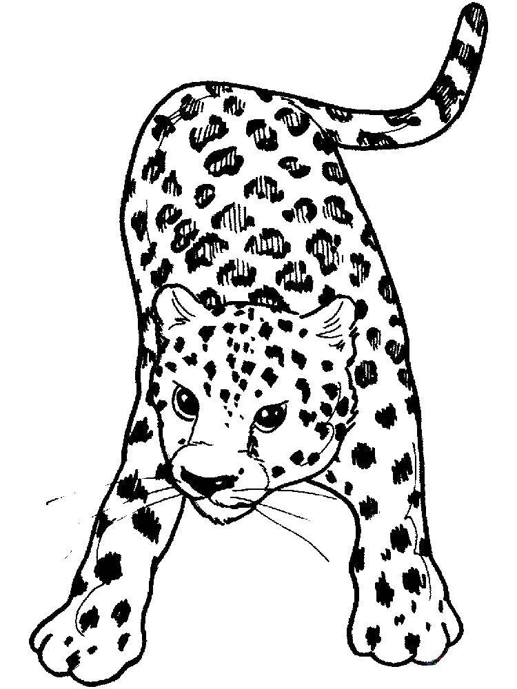 Coloring Leopard. Category leopard. Tags:  leopard.