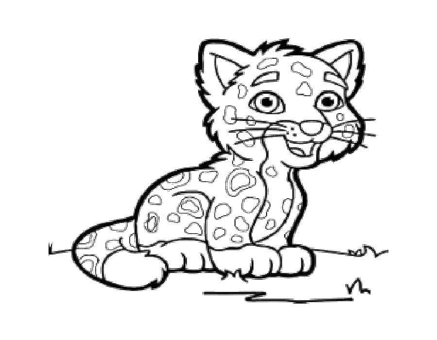Coloring A leopard. Category leopard. Tags:  leopard.