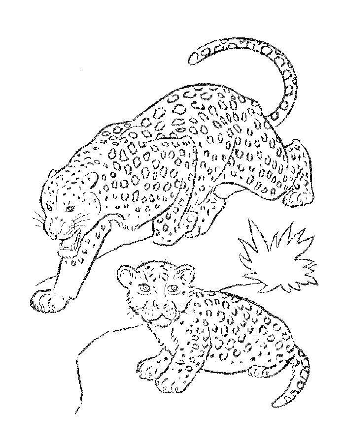 Coloring Leopards. Category leopard. Tags:  leopard.