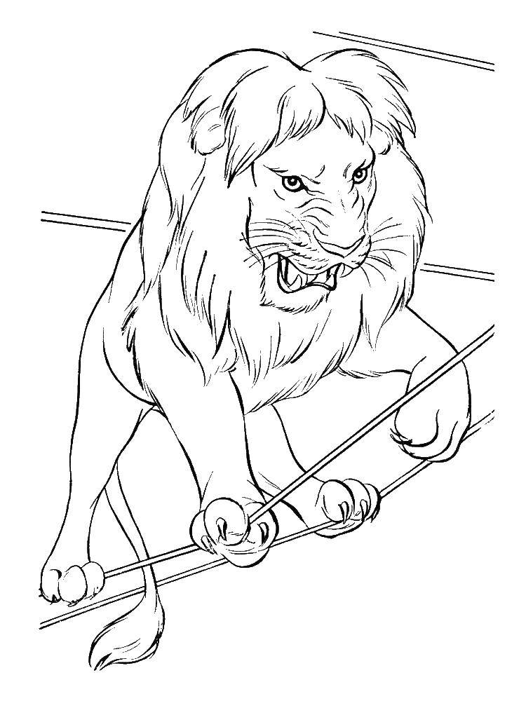 Coloring Leo is on the ropes. Category lion. Tags:  lion.