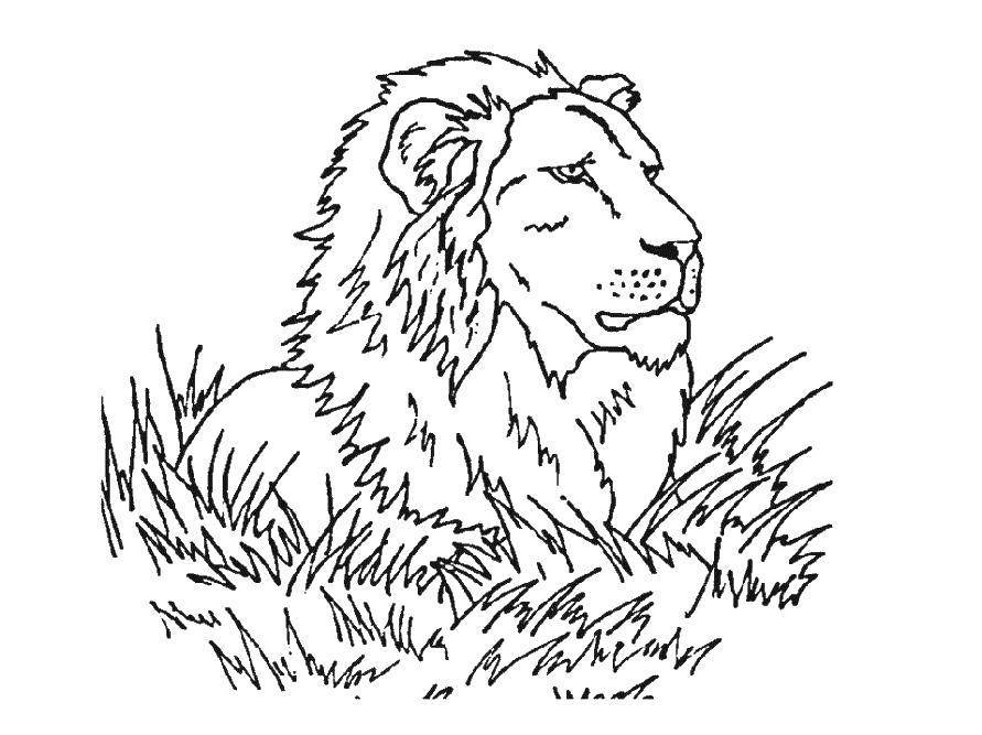 Coloring Leo. Category lion. Tags:  lion animal.