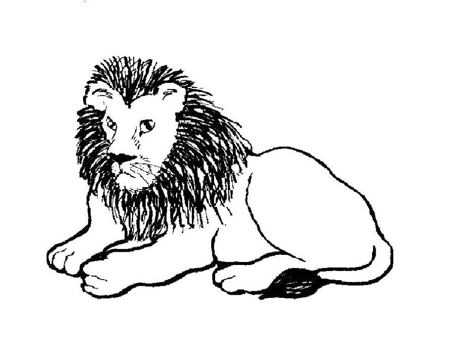 Coloring Leo. Category lion. Tags:  lion.