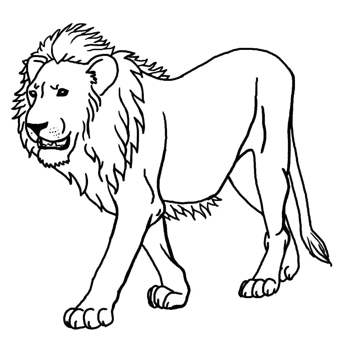 Название: Раскраска Лев. Категория: лев. Теги: лев, животное.