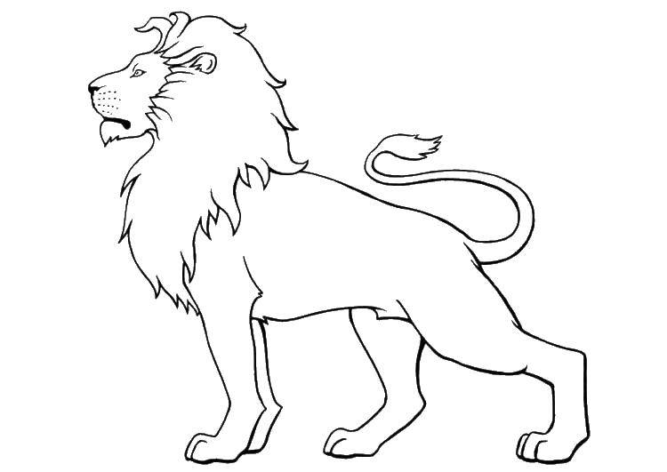 Coloring Leo. Category lion. Tags:  Lion.
