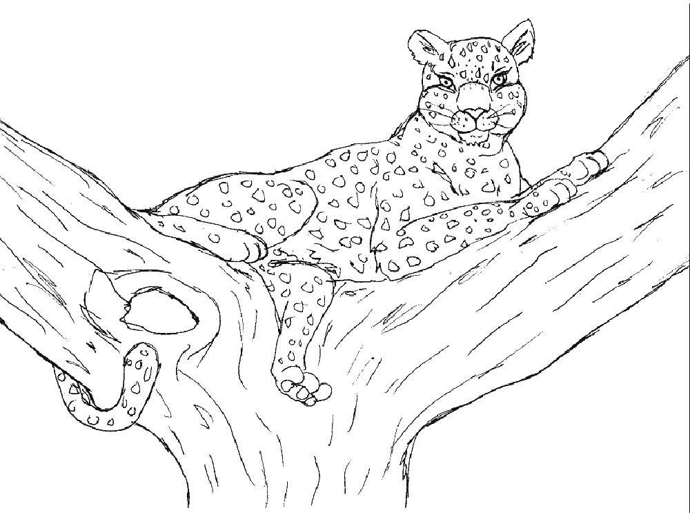 Название: Раскраска леопард на дерево. Категория: леопард. Теги: леопард.