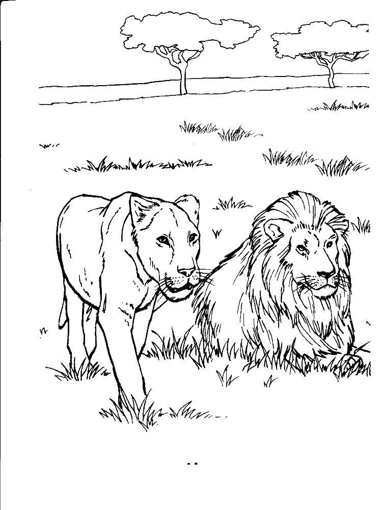 Розмальовки  Лев і левиця на полюванні. Завантажити розмальовку леви, лев, левиця.  Роздрукувати ,лев,