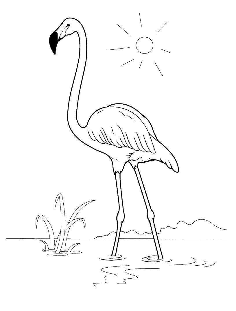 Название: Раскраска Фламинго. Категория: птицы. Теги: ФЛАМИНГО.