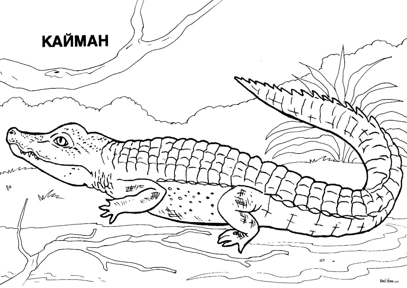 Название: Раскраска Кайман. Категория: Животные. Теги: животные, крокодил, кайман.