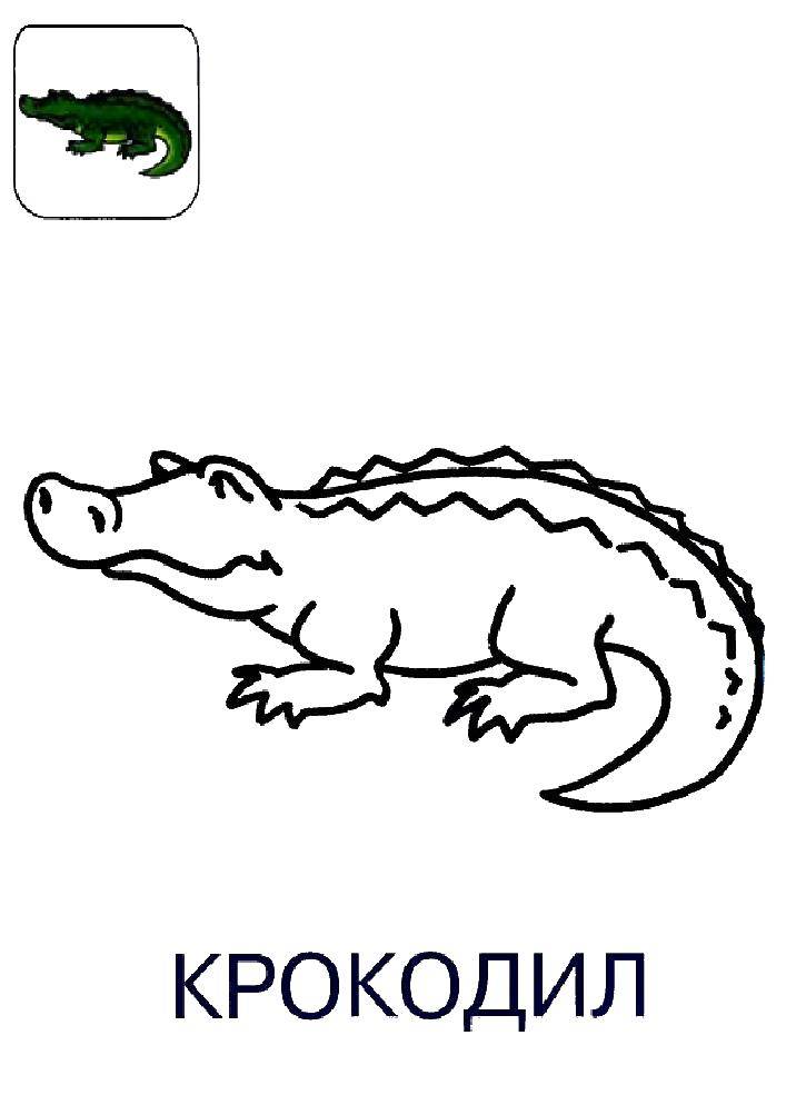 Coloring Crocodile powa. Category crocodile. Tags:  Crocodile.