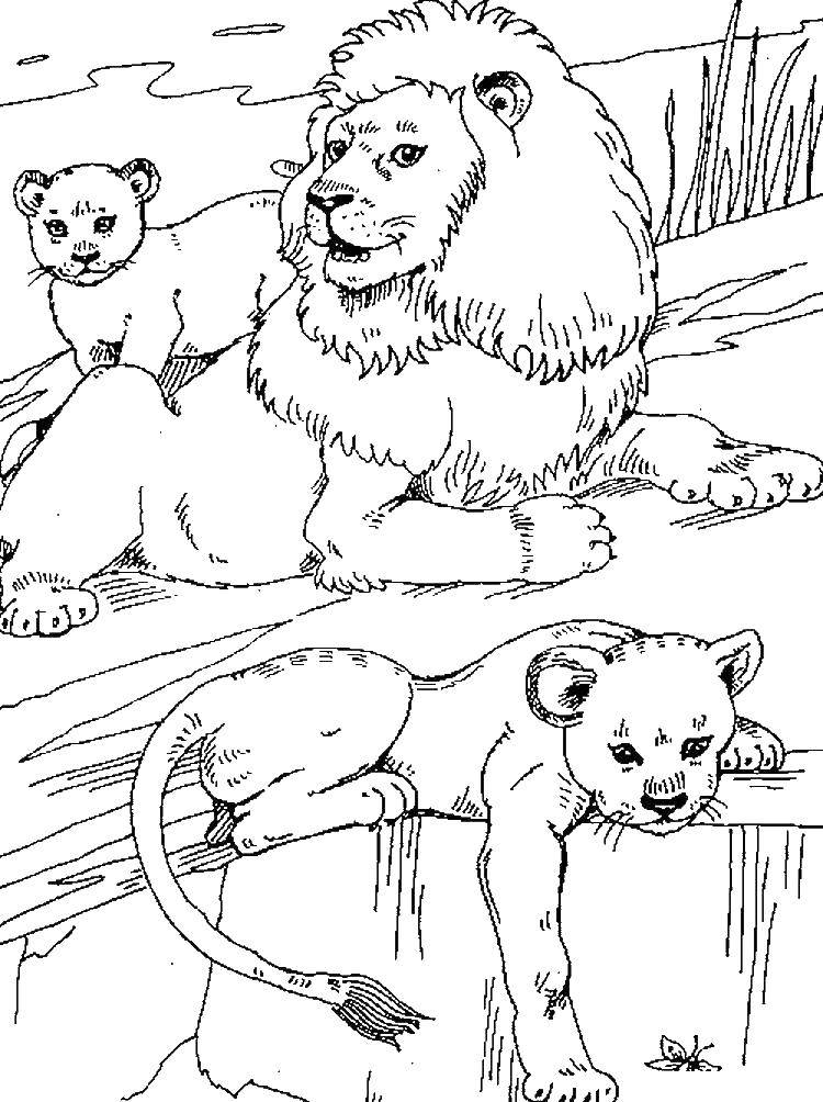 Coloring Lion with cubs. Category The lion king. Tags:  lion king cartoon.