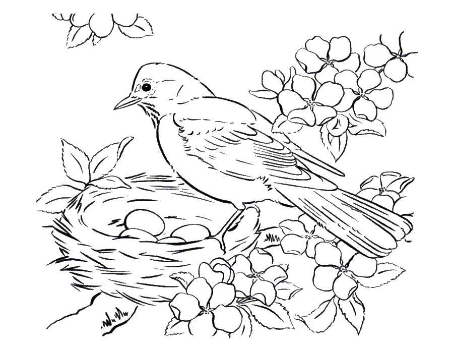 Раскраски Птицы для детей 3 4 лет (37 шт.) - скачать или распечатать бесплатно #