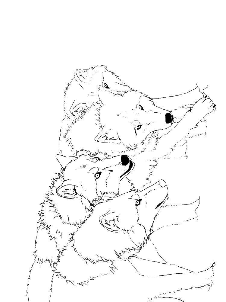 Coloring A pack of wolves. Category Animals. Tags:  animals, wolf, pack.