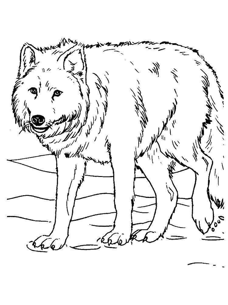 Название: Раскраска Волк. Категория: волк. Теги: волк.