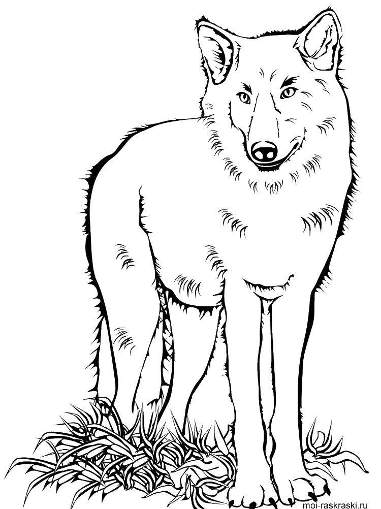 Coloring Wolf. Category Animals. Tags:  wolf, animals.