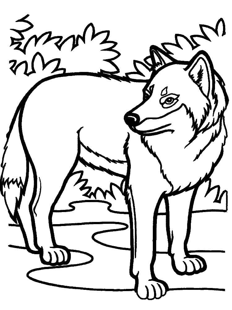 Coloring Wolf. Category Animals. Tags:  animals, wolf.