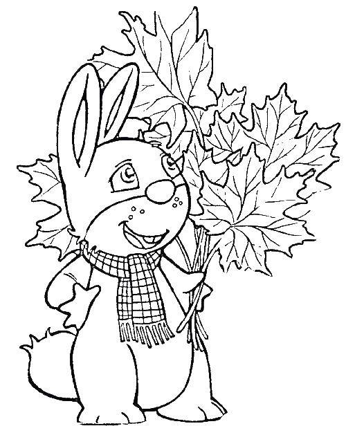 Название: Раскраска Зайчик собрал осенние листья. Категория: Животные. Теги: зайчик, лстья.