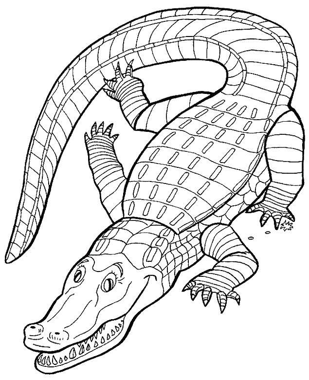 Название: Раскраска Аллигатор. Категория: Животные. Теги: животные, крокодил, аллигатор.